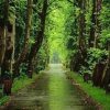 Отель Green Wood, фото 16