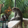 Отель Griya Jungutan Homestay, фото 25