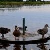 Отель Gîte Les Vents du Large L'Aigrette, фото 16