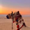 Отель Wadi rum boutique camp & jeep tour, фото 13