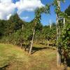 Отель Casa Aiva & il Ciabutin, in collina tra i vigneti в Сан-Секондо-ди-Пинероло