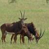 Отель Frans Indongo Lodge, фото 21