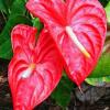 Отель Anthurium Suites, фото 3