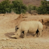 Отель Gondwana Family Lodge, фото 25