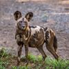 Отель Msunduze River Lodge, фото 14