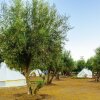 Отель Guadalupe Valle Glamping, фото 20