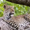 Отель Thaba Khaya Lodge, фото 17