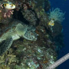 Отель Froggies Divers Lembeh, фото 32