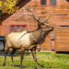 Отель Rams Horn Village Resort, фото 14