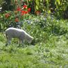 Отель Blackberry Hill Farmstay, фото 4