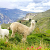 Отель La Granja del Colca, фото 31