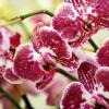 Отель Orchidea Apartman Eger, фото 6