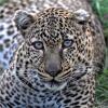 Отель Big Cat Safari , 4 days / 3 nights , Fly-in safari in Kenya, фото 2