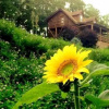 Отель A Lazee Daze in the Ozarks, фото 7