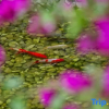Отель Lijiang Juyouzhu Inn (Sifang Street Mufu Branch), фото 11