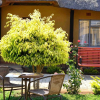 Отель Thulamela Guest House, фото 12