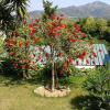 Отель Apartment in Villa 2-3 Places With Large Private Garden, фото 19