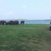 Отель Guest at Polonnaruwa, фото 19