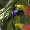 Отель Tambopata Ecolodge, фото 18