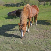 Отель Eden Valley Guest Ranch, фото 41