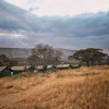 Отель Rongai Eleven Serengeti Camp, фото 4
