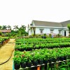 Отель Flower Village Homestay, фото 1