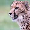 Отель Ashia Cheetah Experience, фото 16