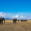 Отель Kimana Amboseli Camp, фото 7