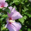 Отель Hibiscus Guest House, фото 14