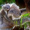 Отель Caversham B&B, фото 11