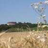 Отель Schwarzer Adler Weingut, фото 10