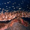 Отель Sea Star Diving, фото 1