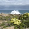 Отель Chiefs - Namaqua Flower Camps, фото 32