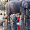 Отель Mogotlho Safari Lodge, фото 23