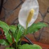 Отель Real 114 - Casa Monad, фото 8