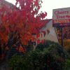 Отель Cherry Tree Lodge Motel в Крайстчерче