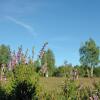 Отель Ferienpark Auf dem Simpel, фото 30