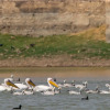 Отель RAAS Chhatrasagar, фото 22