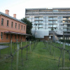 Отель Honeysuckle Executive Apartments, фото 12