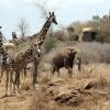 Отель Satao Elerai Camp, фото 6