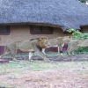Отель Three Cities Mushroom Lodge в Национальном парке South Luangwa