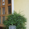 Отель Pension Haus in der Sonne, фото 45