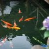 Отель Huangshan Shandong Chou Lvhuan Homestay (Xixinan Ancient Village), фото 8