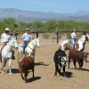 Отель Flying E Ranch, фото 14