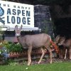 Отель Banff Aspen Lodge, фото 17