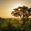 Отель Lion Sands Ivory Lodge, фото 14