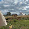 Отель 5m xl Bell Tent With log Burner, Near Whitby, фото 16