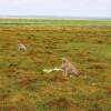 Отель Kimana Amboseli Camp, фото 34