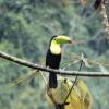 Отель Pacuare River Lodge, фото 25