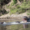 Отель Mara Ngenche Safari Camp, фото 26